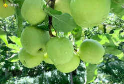 青苹果在线视频